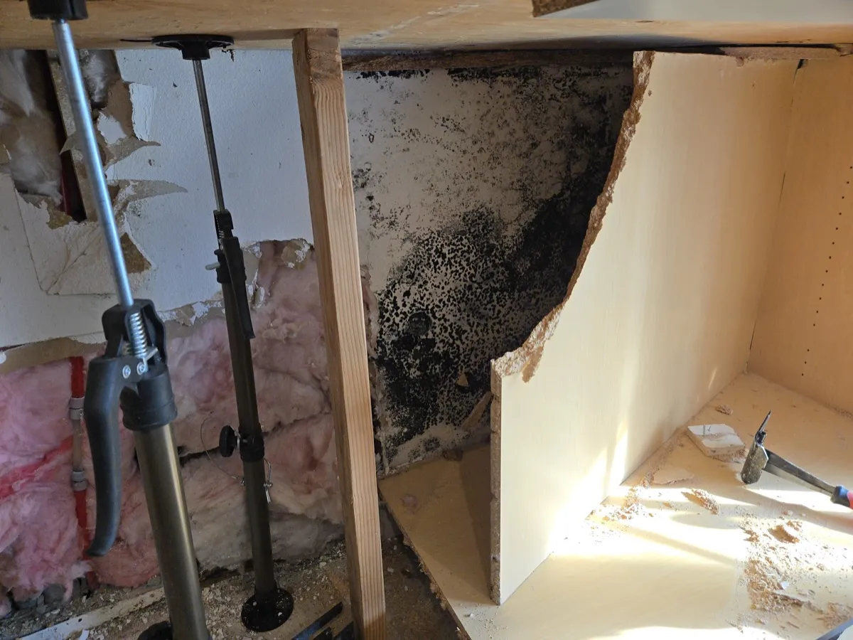 Black mold growth behind kitchen cabinet wall after under-sink leak
