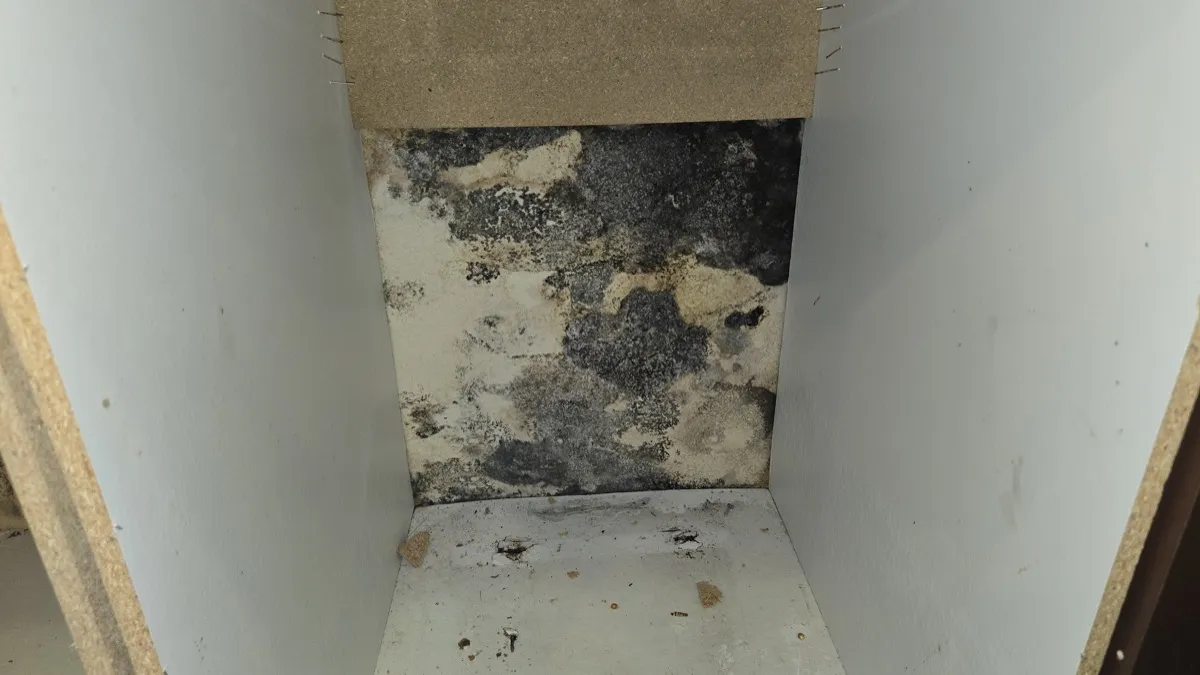 Mold Remediation: What Every Homeowner Needs to Know Before Hiring a Company